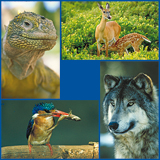 Allerlei dieren