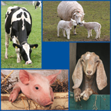 Boerderijdieren