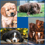 Honden