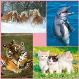 Dieren foto's