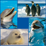 Sealife