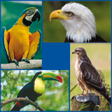 Vogels