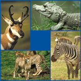 Wilde dieren