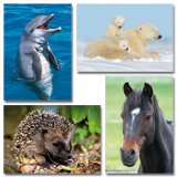 Dieren foto's