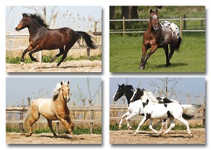 Serie 240 - rennende paarden