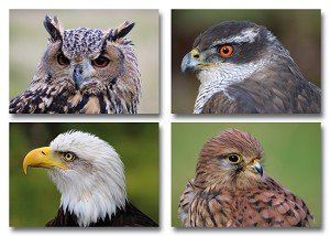 Serie 291 - roofvogels