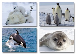 Serie 320 - pooldieren