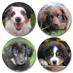 Serie 118 - honden