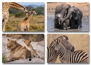 Serie 4134 - wild met jong