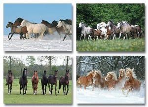 Serie 4440 - paarden kudde