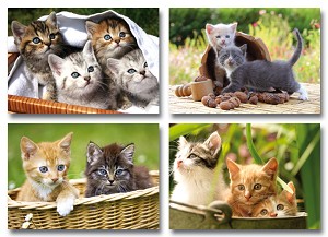 Serie 4613 - jonge poezen