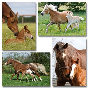 Serie 11090 - paarden met veulen