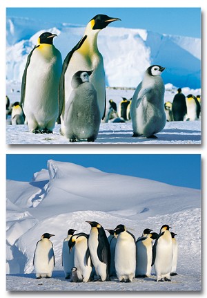 Serie 12073 - pinguins