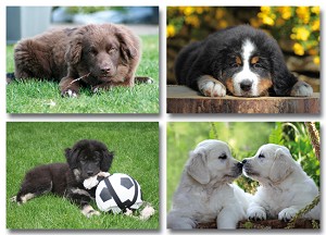 Serie 12081 - jonge hondjes