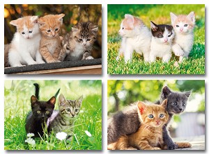 Serie 940 - jonge poesjes