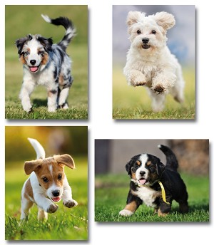 Serie 950 - jonge hondjes