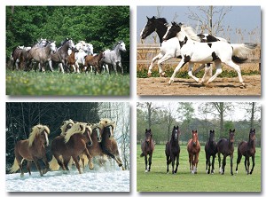 Serie 958 - rennende paarden