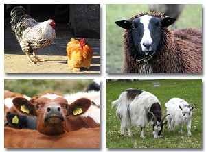 Serie 977 - boerderij dieren